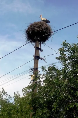 Семья из четырех аистов стоит на большом гнезде на фоне голубого неба и  облаков большое гнездо аиста на электрическом бетонном столбе аист является  символом беларуси | Премиум Фото