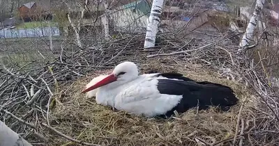 Год дальневосточного аиста стартовал в бассейне Амура - PrimaMedia