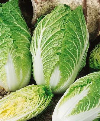 Пекинская капуста (Brassica rapa subsp. pekinensis) — описание,  выращивание, фото | на LePlants.ru