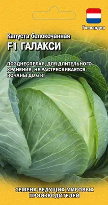 Купить семена Капуста пекинская Микихили 6г. Franchi sementi в Минске и  Беларуси