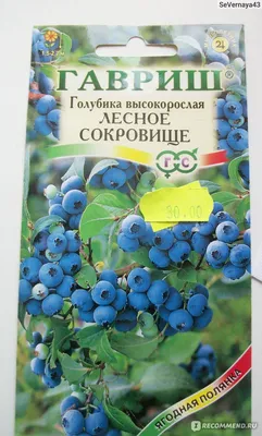 Голубика садовая (Vaccinium corymbosum) - «Голубика - выращивание семенами.  Хорошая идея или бесполезная трата времени и сил? Мой опыт выращивания:  ГАВРИШ Голубика высокорослая \"ЛЕСНОЕ СОКРОВИЩЕ\"» | отзывы