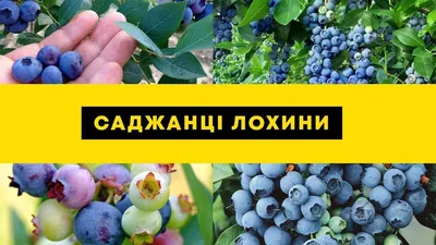 Голубика (черника садовая) среднепоздняя \"Розовый лимонад\" Эксклюзив!  купить почтой в Одессе, Киеве, Украине | Agro-Market