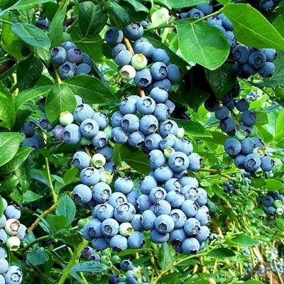 Голубика садовая Хардиблю (Vaccinium Hardyblue) - описание сорта, фото,  саженцы, посадка, особенности ухода. Дачная энциклопедия.