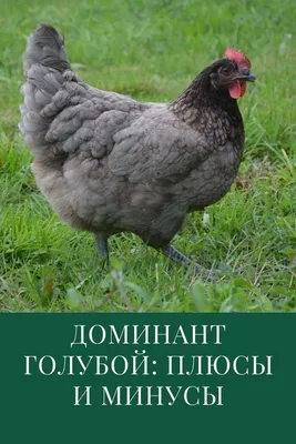 Доминант 107 голубой: описание породы кур | Породы кур, Кур, Птицеводство