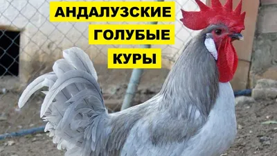 Разведение Андалузской голубой породы кур как бизнес идея | Птицеводство |  Куры Андалузские голубые - YouTube