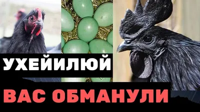 Какие куры несут зеленые яйца? Куры породы ухейилюй, лакеданзи. Китайские  куры несушки вся правда - YouTube