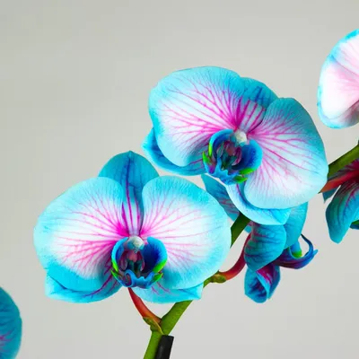 Голубая орхидея купить в интернет-магазине