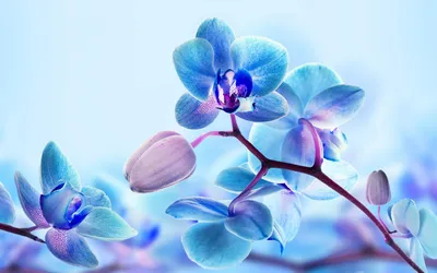 Корейские брашинги \"Голубая орхидея\"