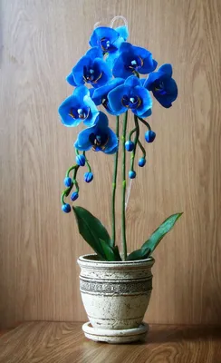 Синяя орхидея: особенности ухода и размножения редкого цветка (120 фото)