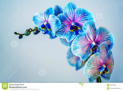 голубая орхидея Завтрак-обед орхидеи с голубыми цветками Стоковое Фото -  изображение насчитывающей украшение, взорвать: 86237526