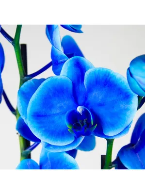 Голубая орхидея - отдушка (10 мл) для мыла и косметики 10 мл купить