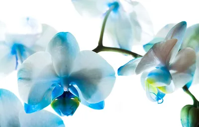 Обои цветы, голубые, орхидеи, фаленопсис картинки на рабочий стол, раздел  цветы - скачать