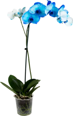 Орхидея Фаленопсис окрашенный ø12 h45 см синий в Калуге – купить по низкой  цене в интернет-магазине Леруа Мерлен