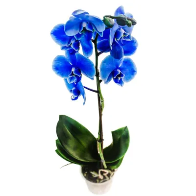Голубые орхидеи фото