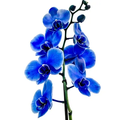 Голубая орхидея по цене 3738 ₽ - купить в RoseMarkt с доставкой по  Санкт-Петербургу