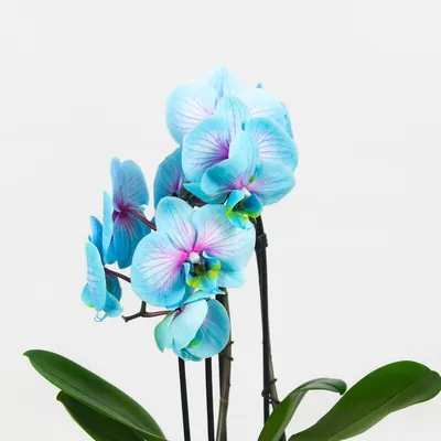 Купить Орхидея фаленопсис голубая с розовым. Сортовые Орхидеи в  ассортименте!