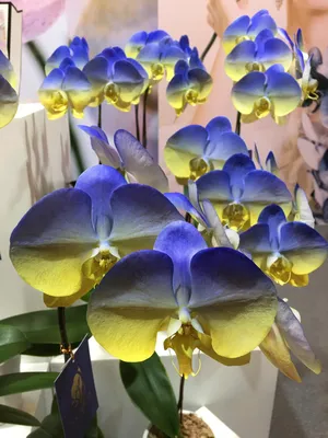 Синие орхидеи – это чудеса природы или как их сделать!? | Планирование  отпуска | Про мышление | Заметка туристам | Дзен