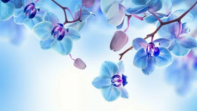Картина вышита бисером синие орхидеи голубые цветы орхидея в рамк раме: 2  000 грн. - Поделки / рукоделие Киев на Olx