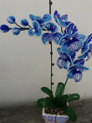 Синие орхидеи и розовые розы