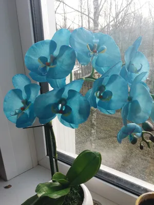Голубая орхидея. | Пикабу