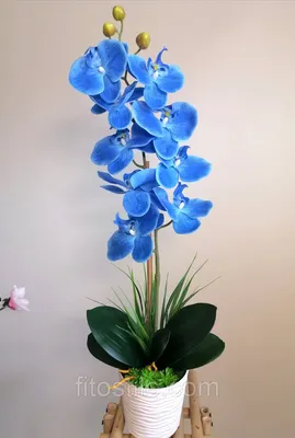 Собирать пазлы онлайн - Голубая орхидея