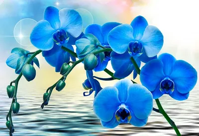 Обои Голубой фаленопсис, орхидея 2880x1800 HD Изображение