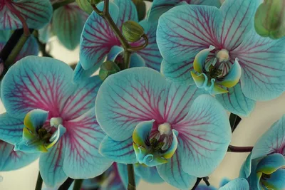 Бело-синие орхидеи в коробке | Бесплатная доставка цветов по Москве