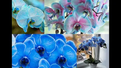 Картинка Букеты Орхидеи голубые ирис цветок Гортензия