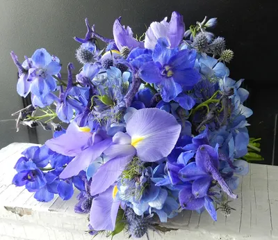 Орхидеи : Фаленопсис синий (голубой) с розовым