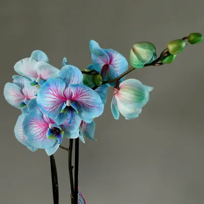 Красивые голубые цветки орхидеи в комнате, крупным планом :: Стоковая  фотография :: Pixel-Shot Studio