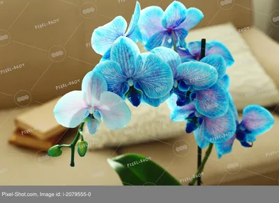 Голубые лепестки орхидеи с порхающей бабочкой | Обои для телефона