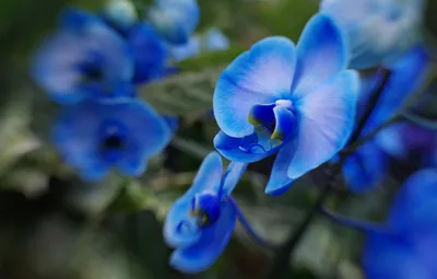 Фотообои \"Ветка голубой орхидеи\" - Арт. 170183 | Купить в интернет-магазине  Уютная стена