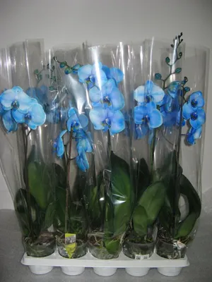 Голубая орхидея фаленопсис купить в Интернет-магазине в Новосибирске -  FLO365