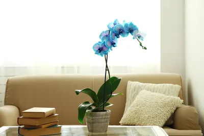 Купить голубую Орхидею 9 соцветий HQ в Москве