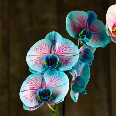 Орхидея Фаленопсис купить в интернет-магазине