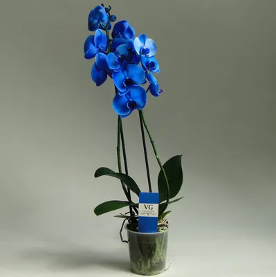 Орхидеи : Орхидея фаленопсис синий (голубой) 2 ст