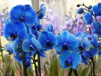 Голубые орхидеи в Голландии
