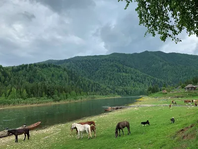 Экскурсионный тур «Горная Шория. К детям тайги. Экспедиция» на 8 дней от 73  800 руб. за человека - Туры и экскурсии в Шерегеше