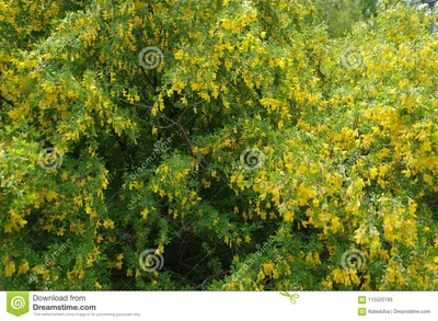 Цветки сибирского Горох-дерева Стоковое Изображение - изображение  насчитывающей зеленый, завод: 115525193