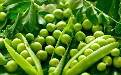 Купить Горох сахарный Амброзия, масличные культуры оптом и в розницу |  GreenTerra.by