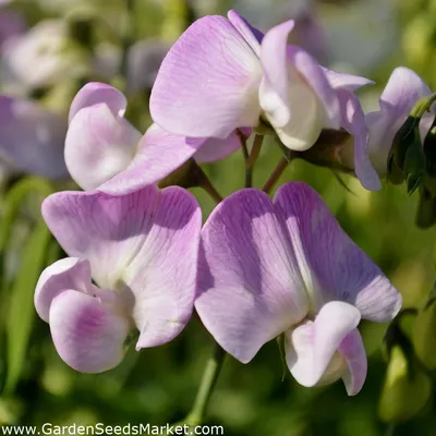 Вечный горох, горох многолетних смешанный - Lathyrus latifolius - 18 семян  - семена – Garden Seeds Market | Бесплатная доставка