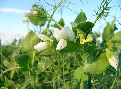 Горох овощной (Pisum sativum) — описание, выращивание, фото | на LePlants.ru