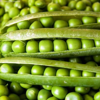 Микрозелень Горох, 10 г купить 〛по выгодной цене в Киеве и Украине | Фото |  Отзывы