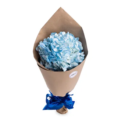 Букет из 1 голубой гортензии в крафте - купить в Москве по цене 1790 р -  Magic Flower