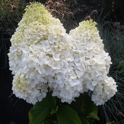 Гортензия метельчатая\u200b Диамантино (Hydrangea paniculata\u200b Diamantino)