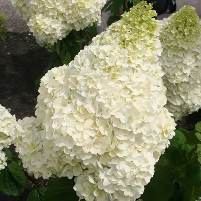 5Л/Гортензия метельчатая 'Diamantino '(Hydrangea paniculata Diamantino) |  eco-delo.ru