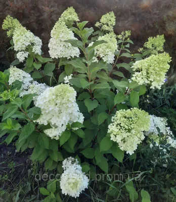 Гортензия метельчатая Диамантино / Hydrangea paniculata`Diamantino` ЗКС С1,5