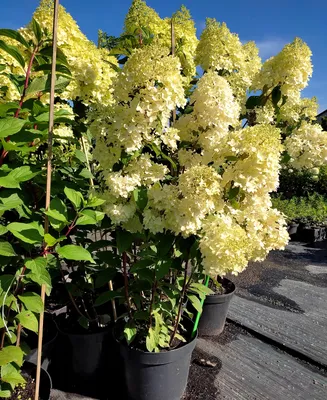 Гортензия метельчатая Диамантино / Hydrangea Diamantino / С10: продажа,  цена в Харьковской области. Саженцы декоративных деревьев и кустарников от  \"БалСад - саженцы декоративных и ягодных культур\" - 1189869511