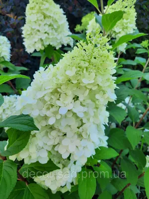 Гортензия метельчатая Диамантино / Hydrangea paniculata`Diamantino` ЗКС  С1,5, цена 120 грн — Prom.ua (ID#773117199)