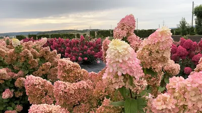 Гортензия Диамантино: купить саженцы в интернет-магазине питомника Веры  Глуховой | Цена на черенки Diamantino